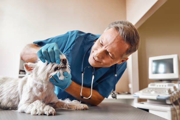 Best Weekend Emergency Dentist in Cotati, CA